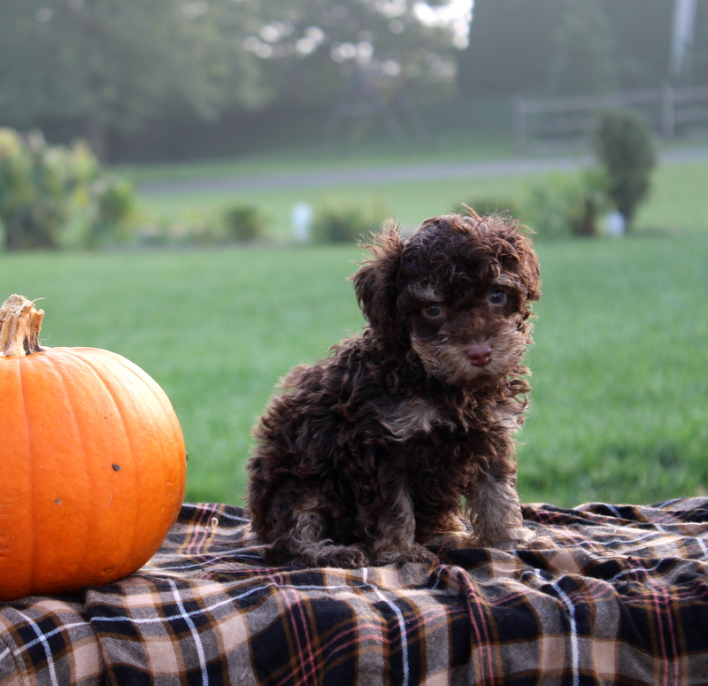 puppy, for, sale, Toy Poodle, Matthew B. Stoltzfus, dog, breeder, Gap, PA, dog-breeder, puppy-for-sale, forsale, nearby, find, puppyfind, locator, puppylocator, aca